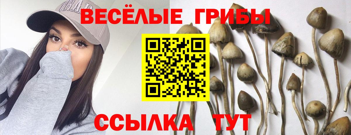 Горно-Алтайск  Псилоцибиновые грибы Psilocybe  Вход с VPN 
